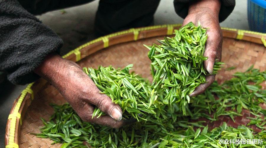 “宁要草, 不要除草剂”绿色茶园-套种鼠茅草!